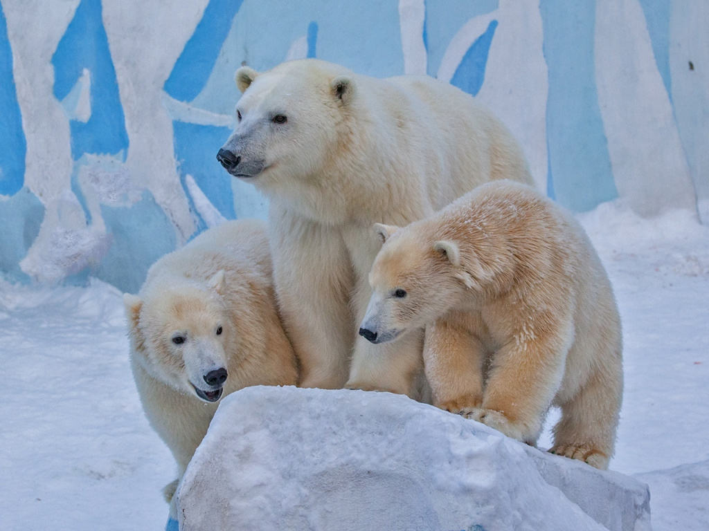 медведи в новосибирском зоопарке