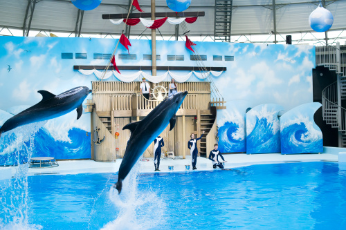 Шоу с дельфинами в центре «Дельфиния»