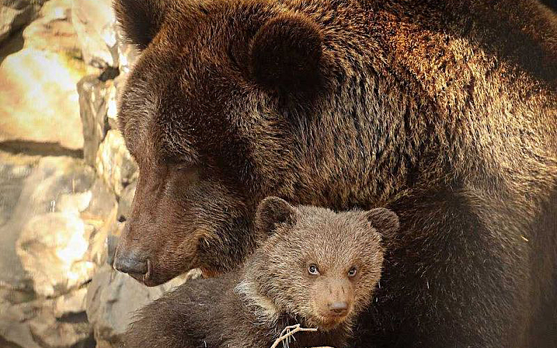 В Новосибирском зоопарке открыли уникальные вольеры для медведей