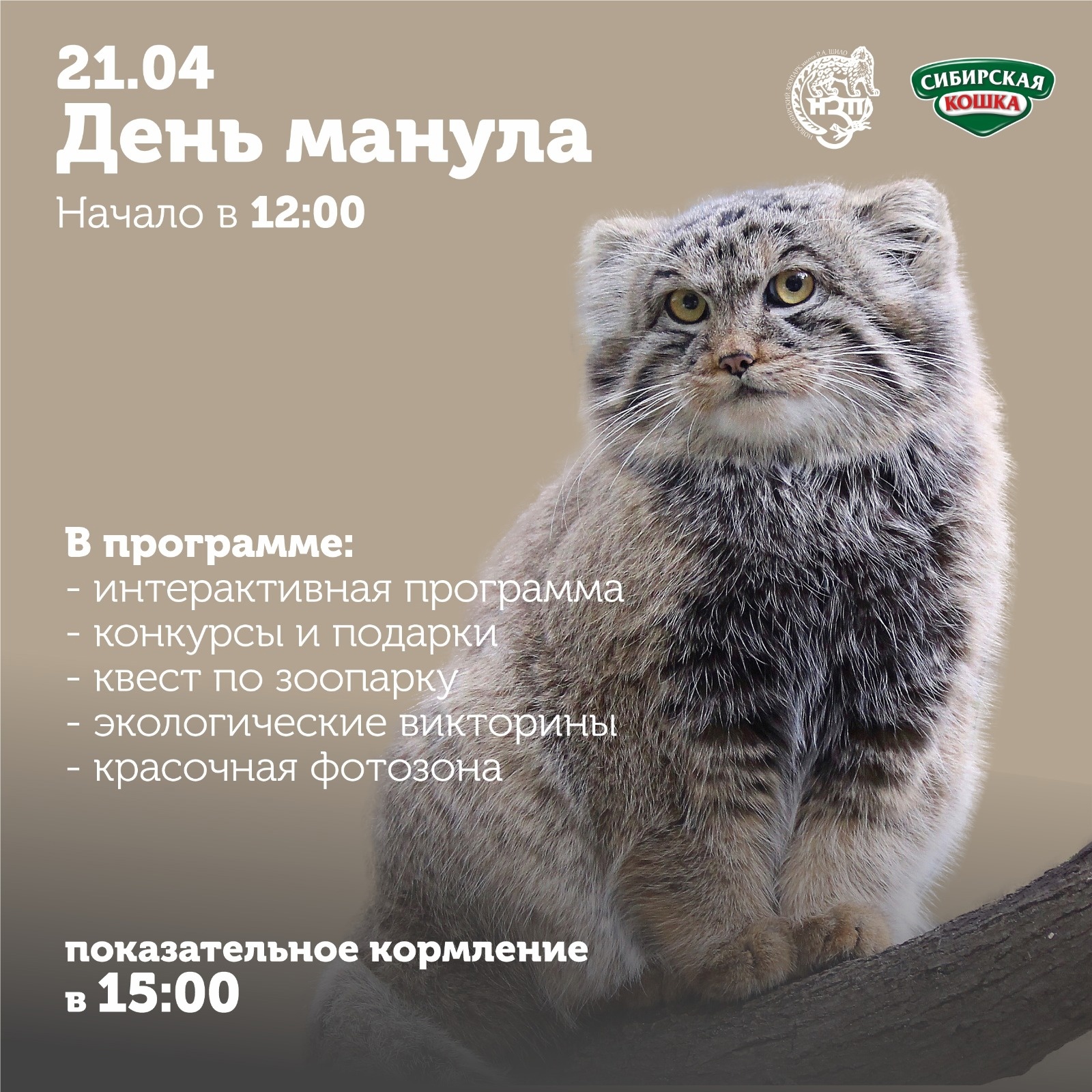 День манула в Новосибирском зоопарке