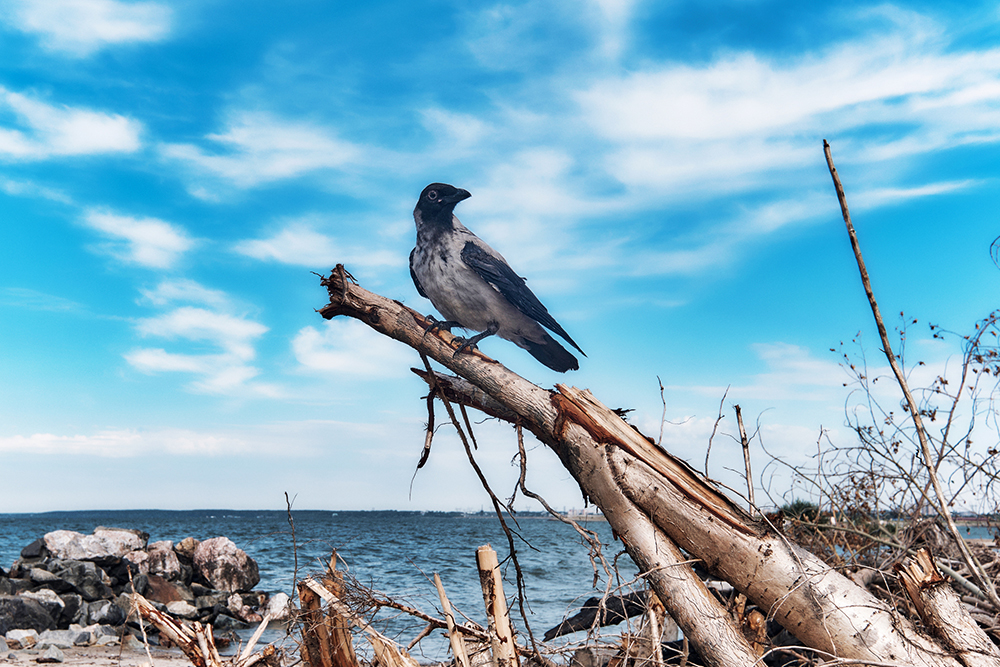 Серая ворона на берегу Обского моря. Фото: Андрей Чердаков