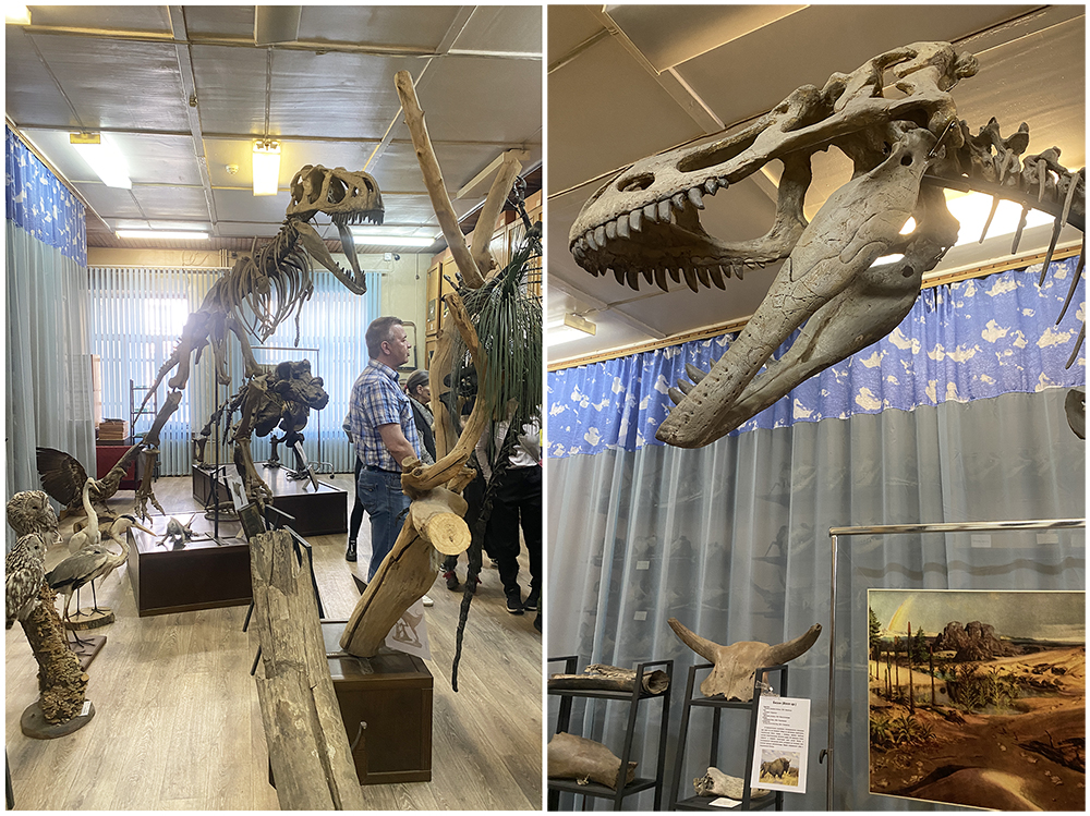 Копии скелетов динозавров в музее