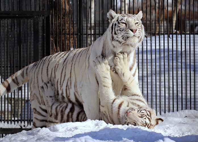 зоопарк тигры белые