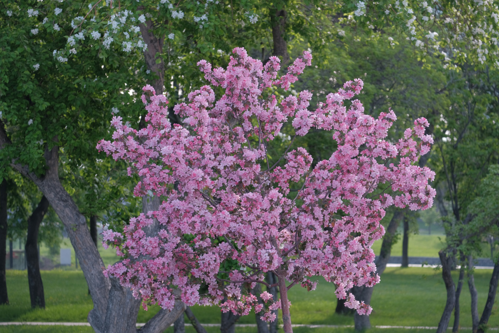 цветение яблонь на михайловской набережной