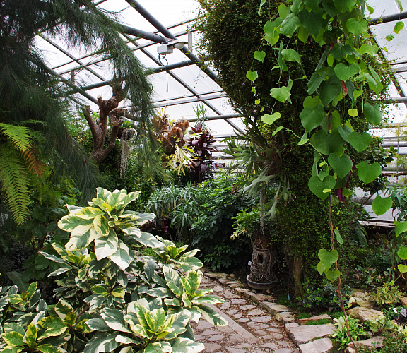 Экскурсия «Царство тропических растений»