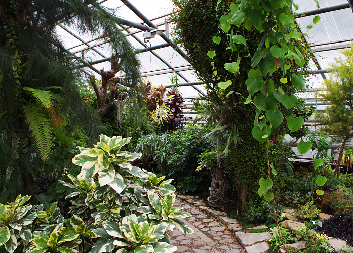 Экскурсия «Царство тропических растений» №4