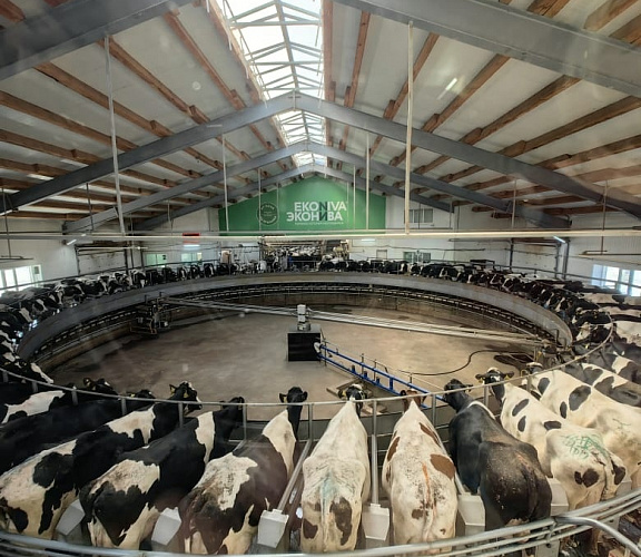 ЭкоНива: экскурсия на молочную ферму