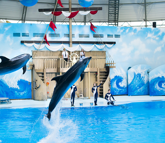 Шоу с дельфинами в центре «Дельфиния»