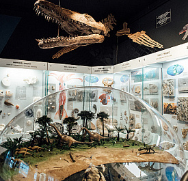 Музей эволюции земли в НГУ