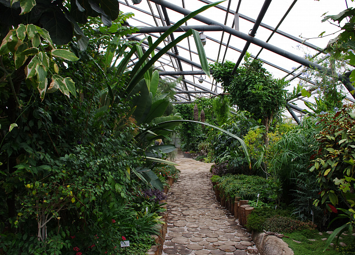 Экскурсия «Царство тропических растений» №3